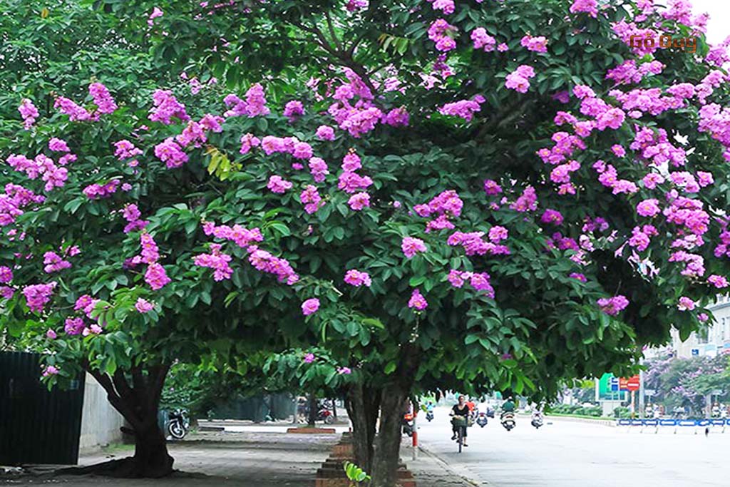 Cây Bằng Lăng